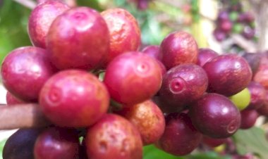 Mercado de café tem semana de ajustes e cautela