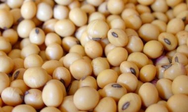 Farsul negocia ajustes nos royalties da soja e contesta multa de 7,5%