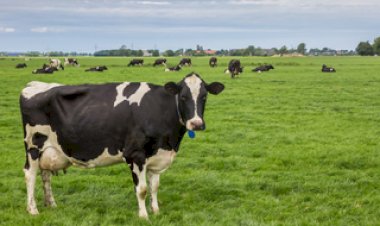 Calor desafia a produção de leite e reforça a importância do bem-estar animal