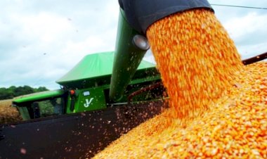 Giro de mercado: Milho encerrou janeiro sob pressão