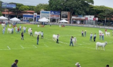 Expoinel Minas reúne cerca de mil exemplares e marca início do calendário da raça Nelore