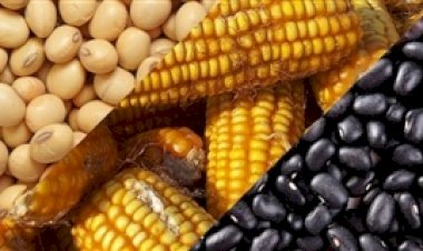 Safra de verão projeta 25,9 milhões toneladas no Paraná