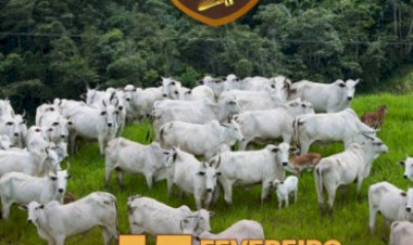 534º LEILÃO VIRTUAL DE CORTE