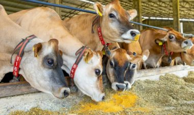 Inpasa estreia exportação de DDGS à China