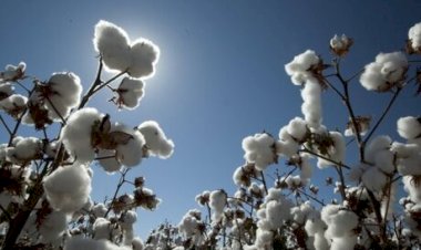 Algodão em pluma tem negociações lentas