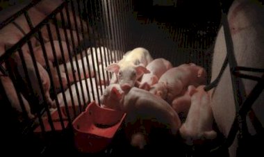 Japão paga mais pela carne suína brasileira em 2025