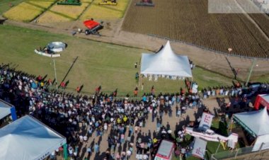 Colheita do Arroz conecta campo e mercado