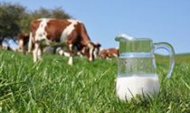 Faec amplia fertilização in vitro no gado leiteiro do Ceará