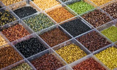 Embrapa abre banco genético e leva sojas raras ao Show Rural