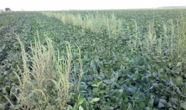 Adapar adota medidas para evitar introdução do Caruru-Gigante no Paraná