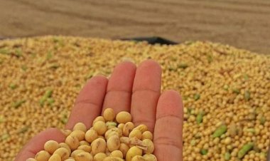 Esmagamento de soja cresce 15% em Mato Grosso