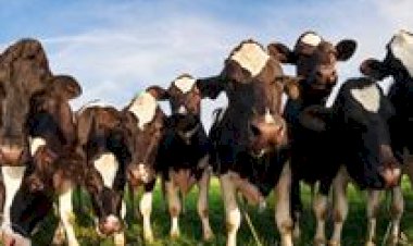 Do crescimento ao parto: quatro pontos críticos no manejo de novilhas leiteiras