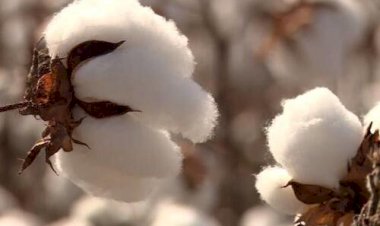 Colheita recorde e exportações fortes do algodão brasileiro