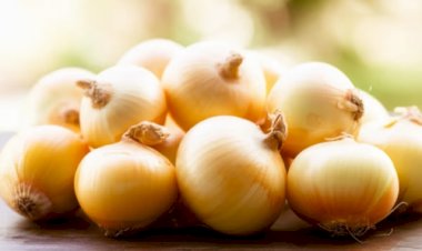 Safra de cebola do Paraná encerra com queda na produção