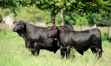 Brasil recebe Congresso Mundial Brangus em março