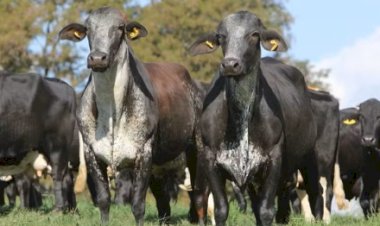 Cooperativas do Paraguai querem importar embriões da raça Girolando