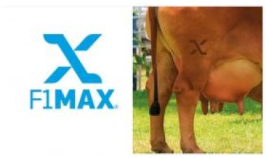 Zebu leiteiro: ABCZ cria Certificado F1 Max para identificar fêmeas com superioridade genética