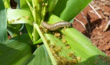 Lagarta exige atenção no início da safrinha