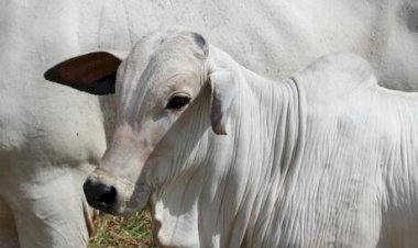 Cotações Agropecuárias