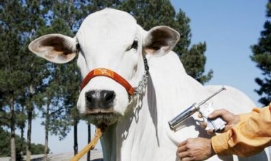 Vacinação obrigatória contra raiva no Oeste do Paraná