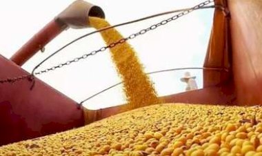 Produção de soja mostra contrastes entre regiões