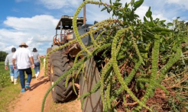 Caruru-gigante: Governo de SP regulamenta plano operacional para prevenção, controle e erradicação