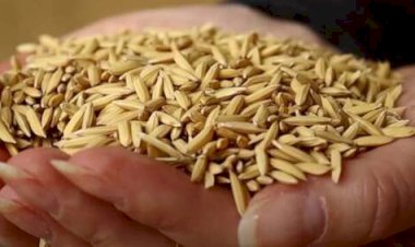 Mercado de arroz gera alerta sobre preços