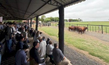 Congresso Mundial Brangus começa com visita a criatórios gaúchos