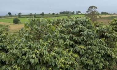 Brasil caminha para uma super safra de café