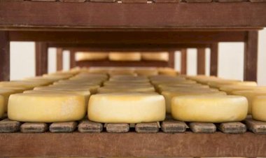 Entenda por que o setor de queijo vive uma nova onda de aquisições no Brasil