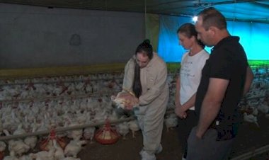 Produtores de ovos da Argentina pedem vacinação imediata para conter a disseminação da gripe aviária