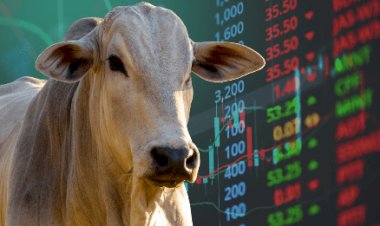 Contratos futuros do boi gordo reagem na bolsa paulista B3