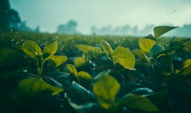 1,3 milhão de hectares sem plantio de milho jogam o segundo semestre na incerteza