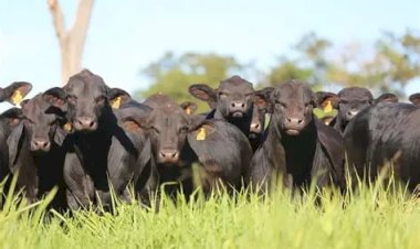 Temperamento do gado da raça Brangus foi avaliado pela Embrapa