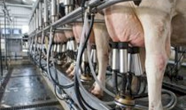 Cadeia do leite acompanha debate sobre propostas de redução da jornada de trabalho