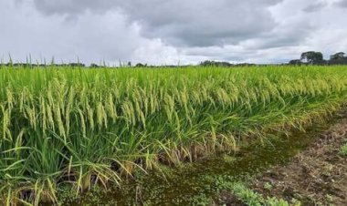 Colapso no plantio de arroz acende alerta global