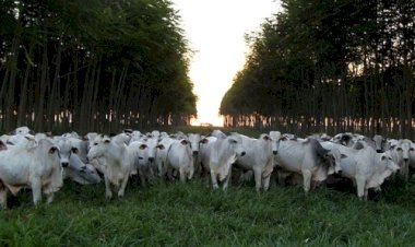 Gado cada vez mais jovem e pesado eleva a exigência nutricional: ‘boi do futuro será híbrido’, diz Cargill