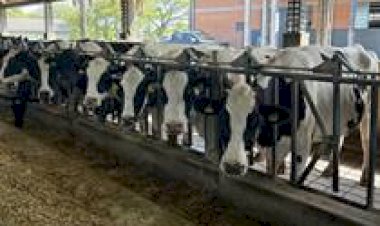 Pronampe Leite BRDE SC movimenta R$ 37 milhões em dez dias