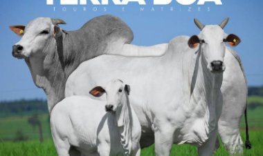 LEILÃO VIRTUAL TERRA BOA