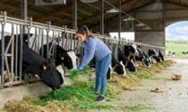 Por que o padrão neozelandês de leite a pasto virou peça-chave na confiança do consumidor