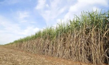 Unica e Orplana fecham acordo e redefinem regras do Consecana