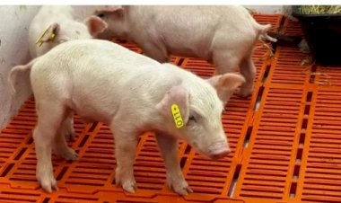 Nasce primeiro clone suíno da América Latina em SP e novos já estão a caminho