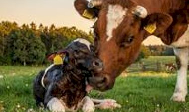 Febre do leite além do cálcio: o elo invisível com a imunidade das vacas