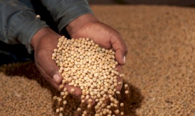 Soja sobe com cautela no mercado