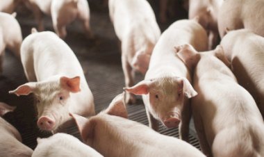 Custos de produção de suínos recuam pelo terceiro mês; frango permanece estável em março