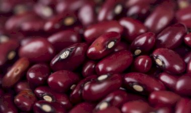 Mercado de feijão iniciou abril em queda, aponta indicador Cepea/CNA