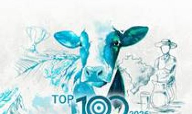 Top 100: entre os maiores, produção de leite chega a 1,29 bilhão de litros em 2025