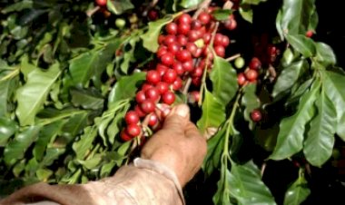 Café recua, mas ainda pesa no bolso