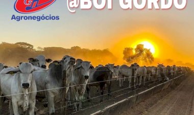 Preços físicos do boi gordo seguem firmes, mas contratos futuros sinalizam enfraquecimento