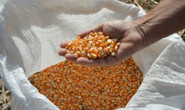 Por que o milho não consegue reagir